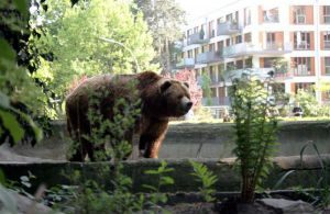 A man was attacked by a bear In Nizhnedinsk
