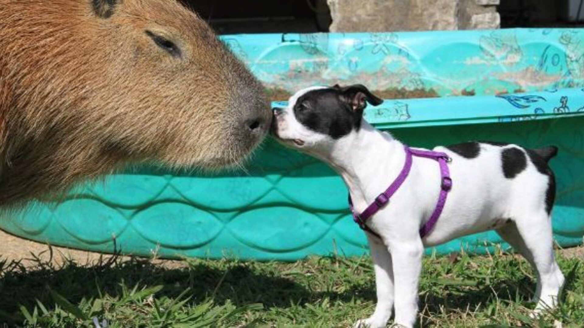 The largest modern rodent is a capybara