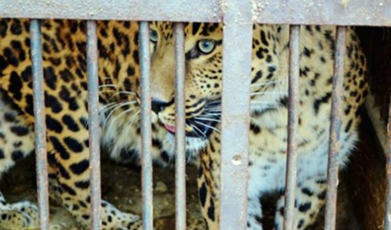 In Saratov the children were allowed to pet the leopard. Everything ended badly