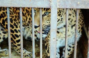 In Russia a Leopard Bitter 2 Kids in a Petting Zoo