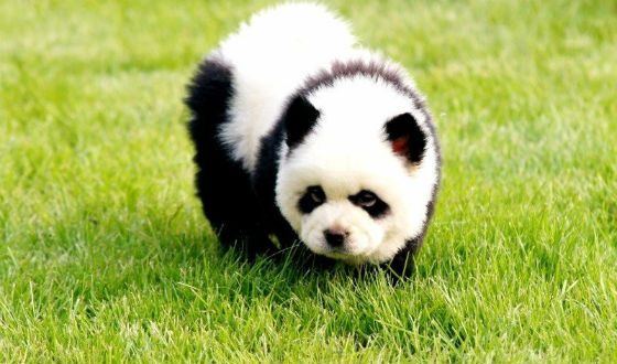 In Sochi the photographer dyed his Chow dog as a panda
