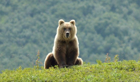 At the Ural, a man survived after a bear encounter