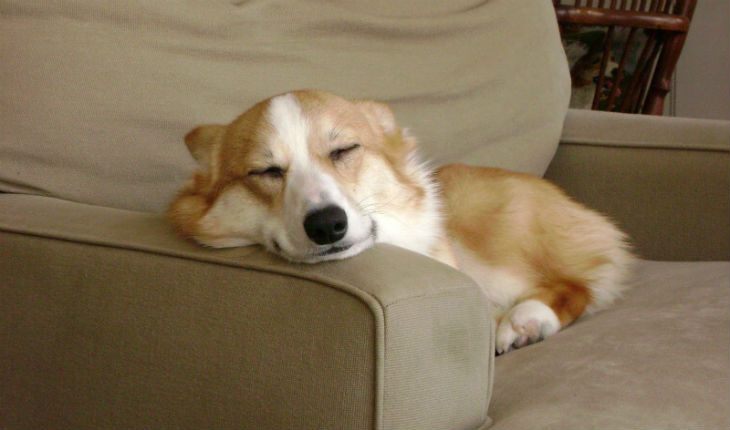 18 Photos of The Most Funny Corgi Dog Breed | Interesting facts | Zoomboola