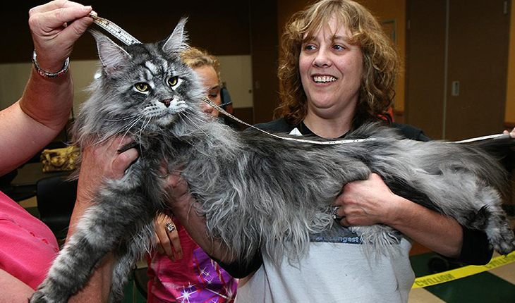 Maine coon can reach 41 centimetres at the withers
