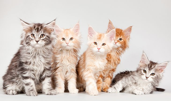 The colour of maine coons can be different: from black to even red and white