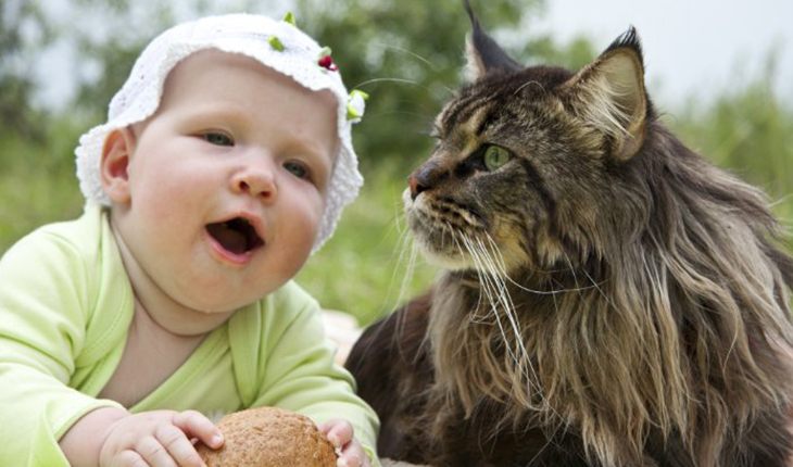 Maine coons get on pretty well with children