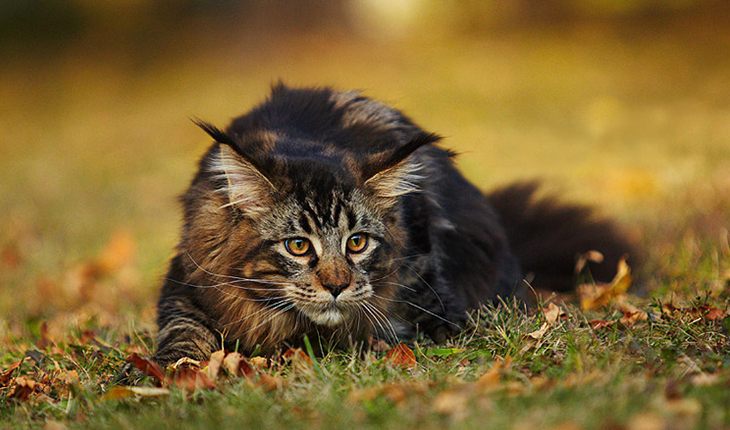 Maine coons are excellent hunters