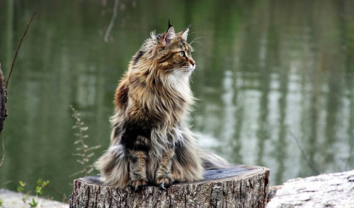Due to thick fur maine coons don't feel cold in the streets