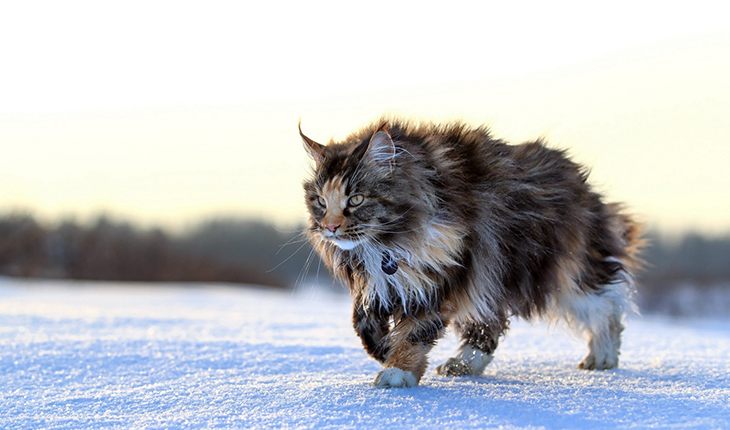 Tufts of hair on their paws allow these animals to move on ice and snow