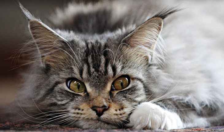 Maine coon is a perfect pet both for a flat and a house