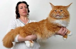 15 Photos After Viewing of Which You Will Desire to Have Maine Coon