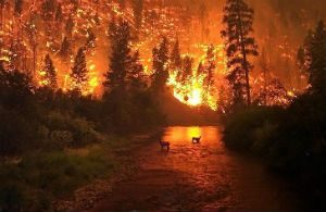 5 largest forest fires of the 21st century