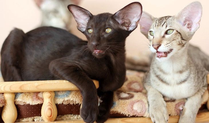 15 photos of rare and fancy cat breeds