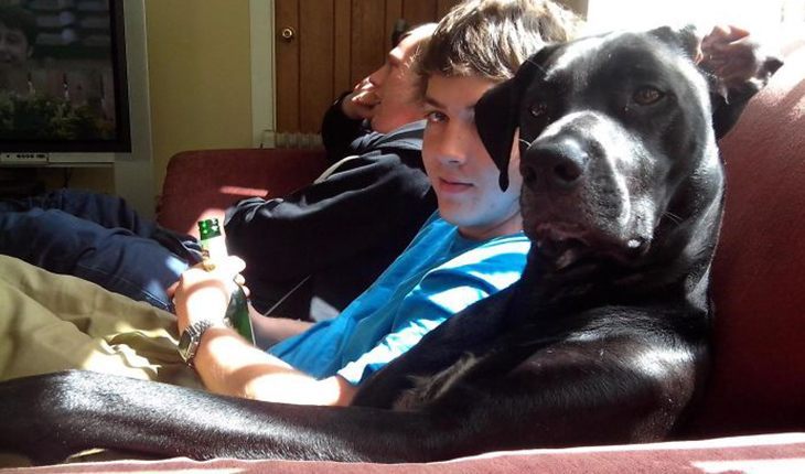 30 photos of funny dogs that behave exactly like humans