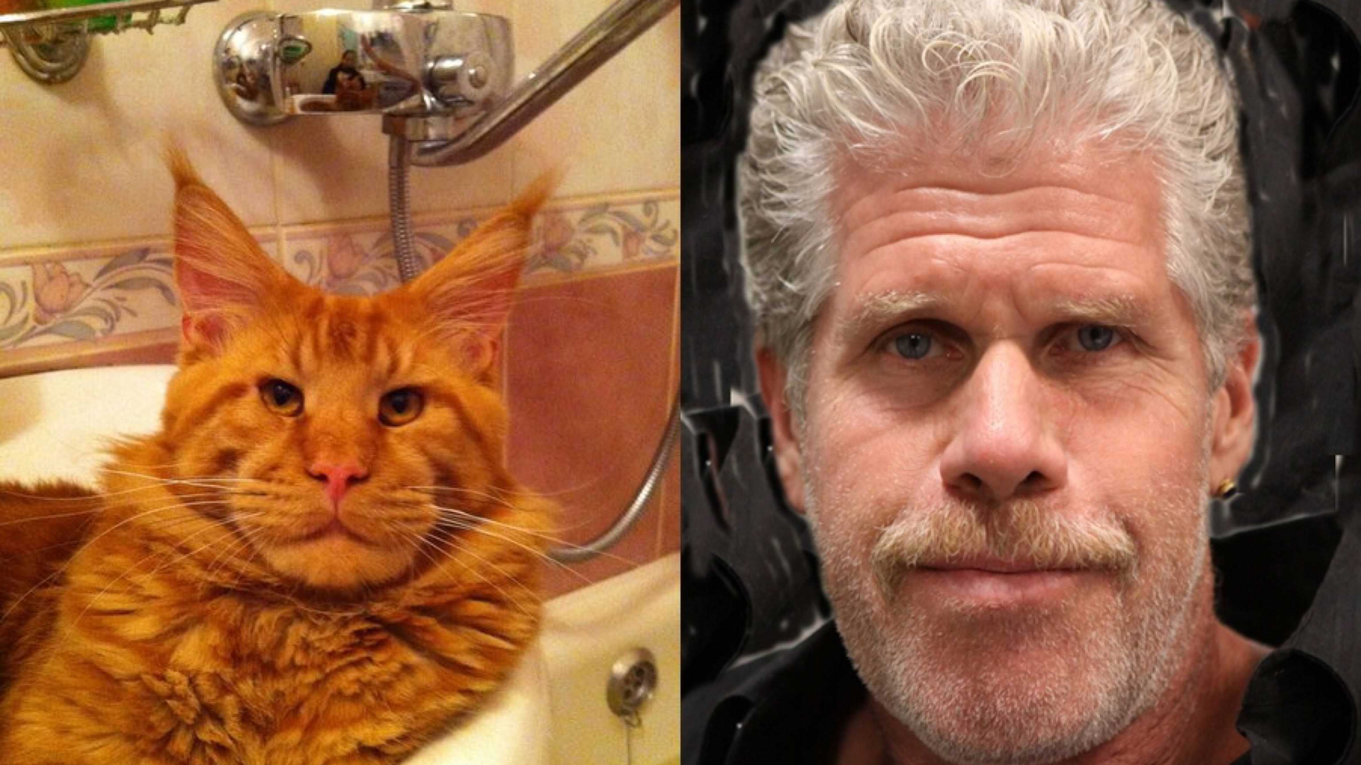 Ron Perlman and the Maine Coon