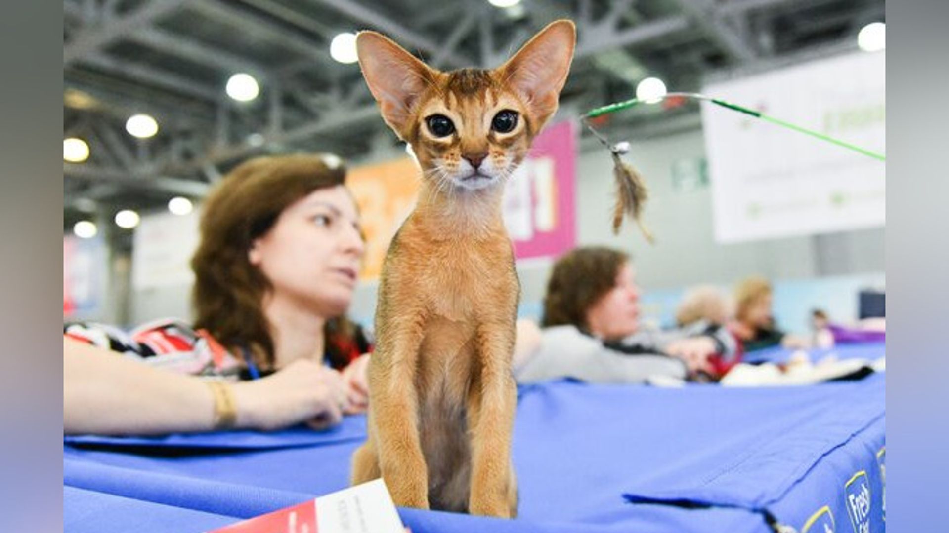 Russian cats can`t take part in international competitions
