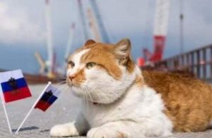 Russian cats banned from international competitions