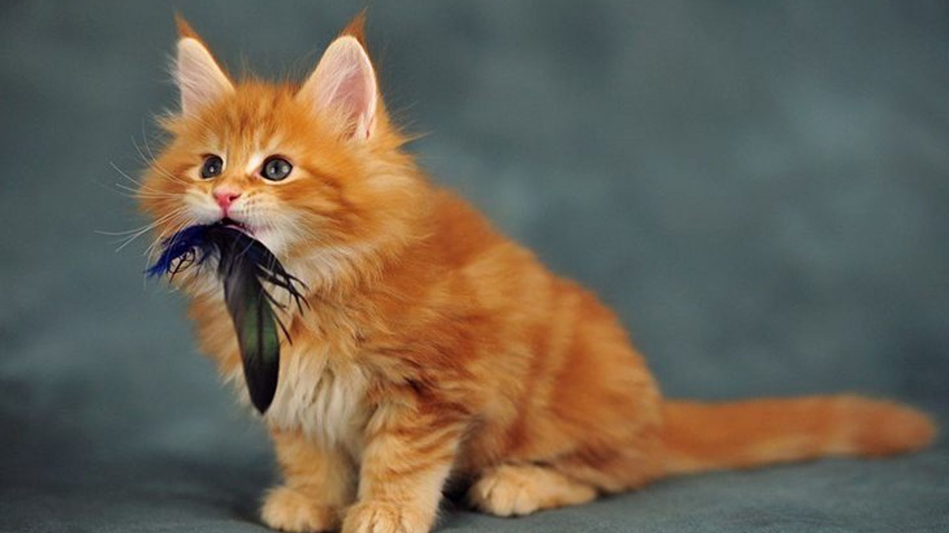 The kitten of maine coon weighs about 150 grams, while ordinary cats have kittens with weight of about 80 grams