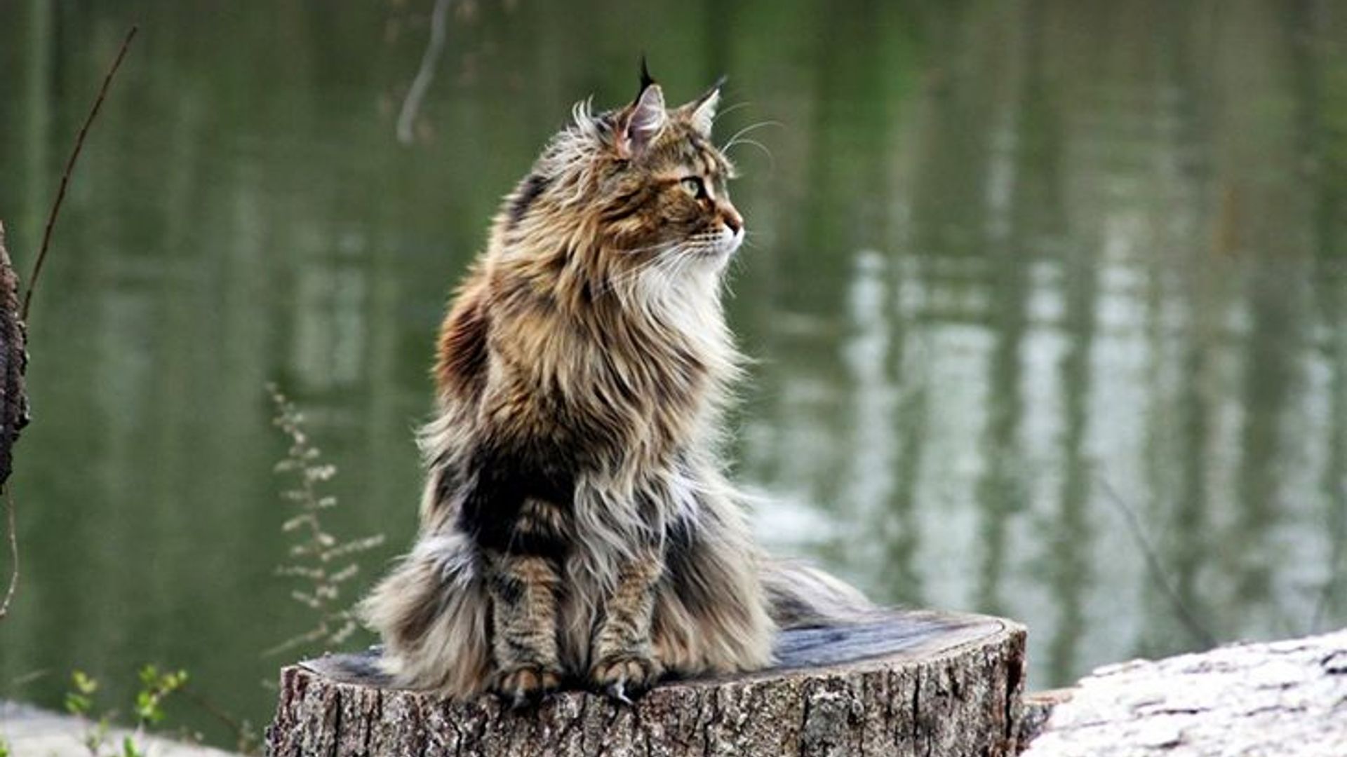 Due to thick fur maine coons don't feel cold in the streets