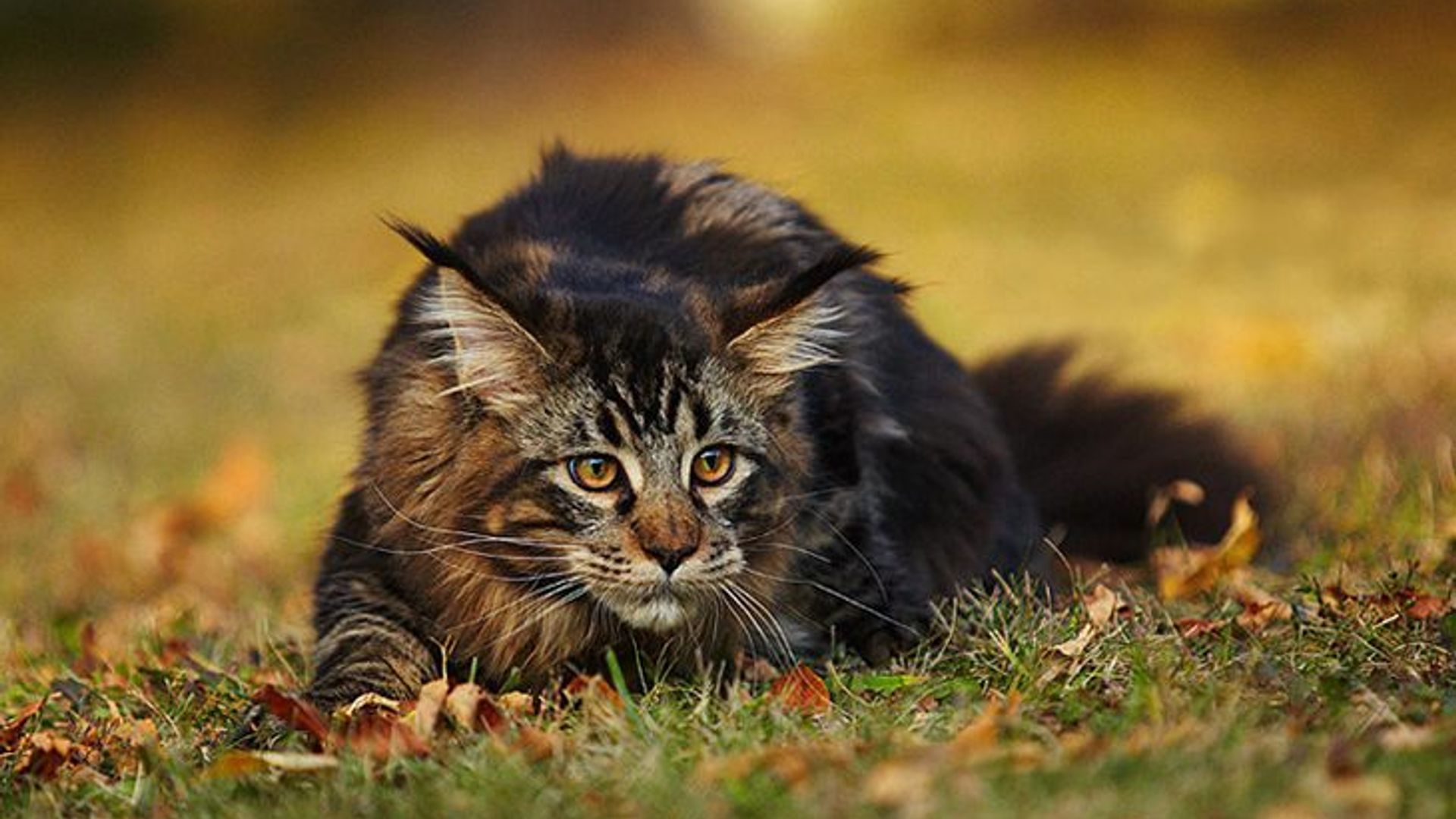 Maine coons are excellent hunters