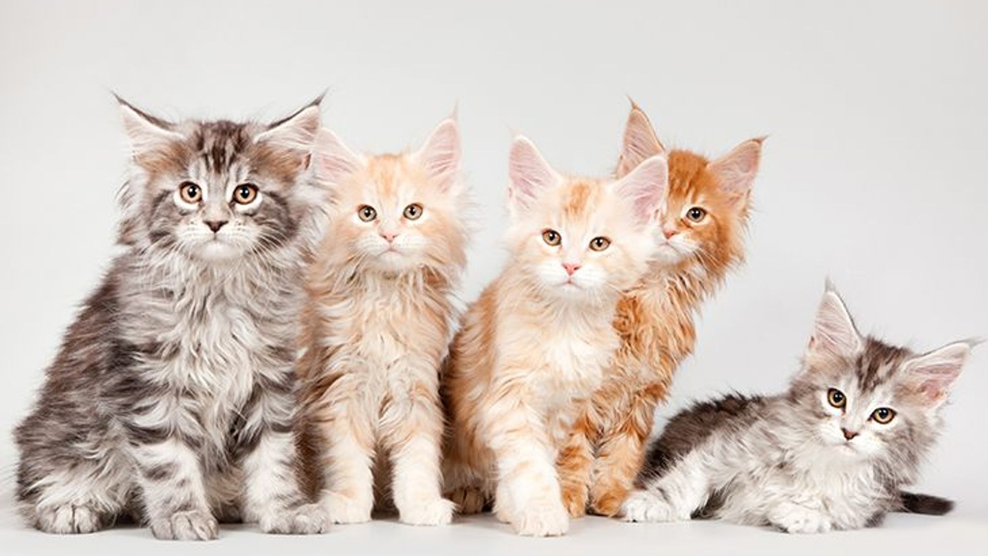 The colour of maine coons can be different: from black to even red and white