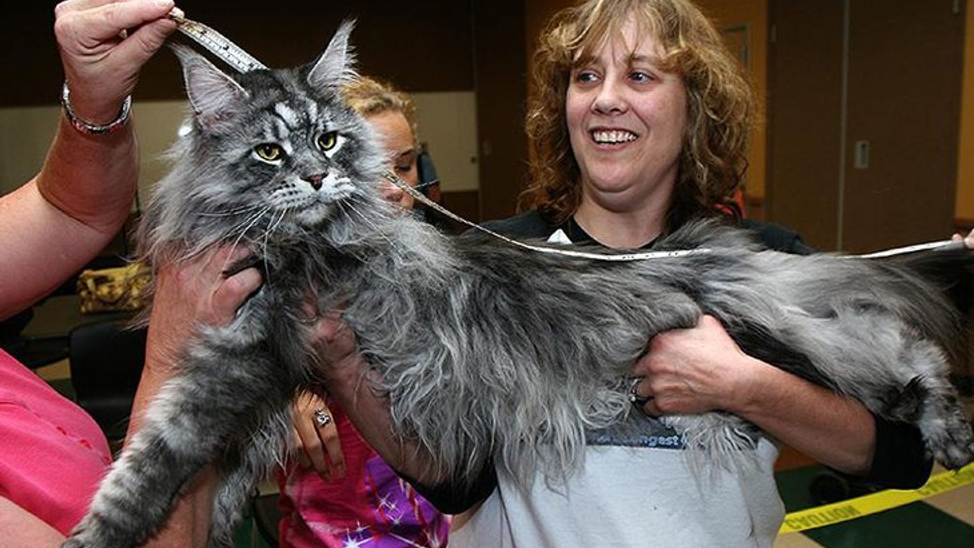 Maine coon can reach 41 centimetres at the withers