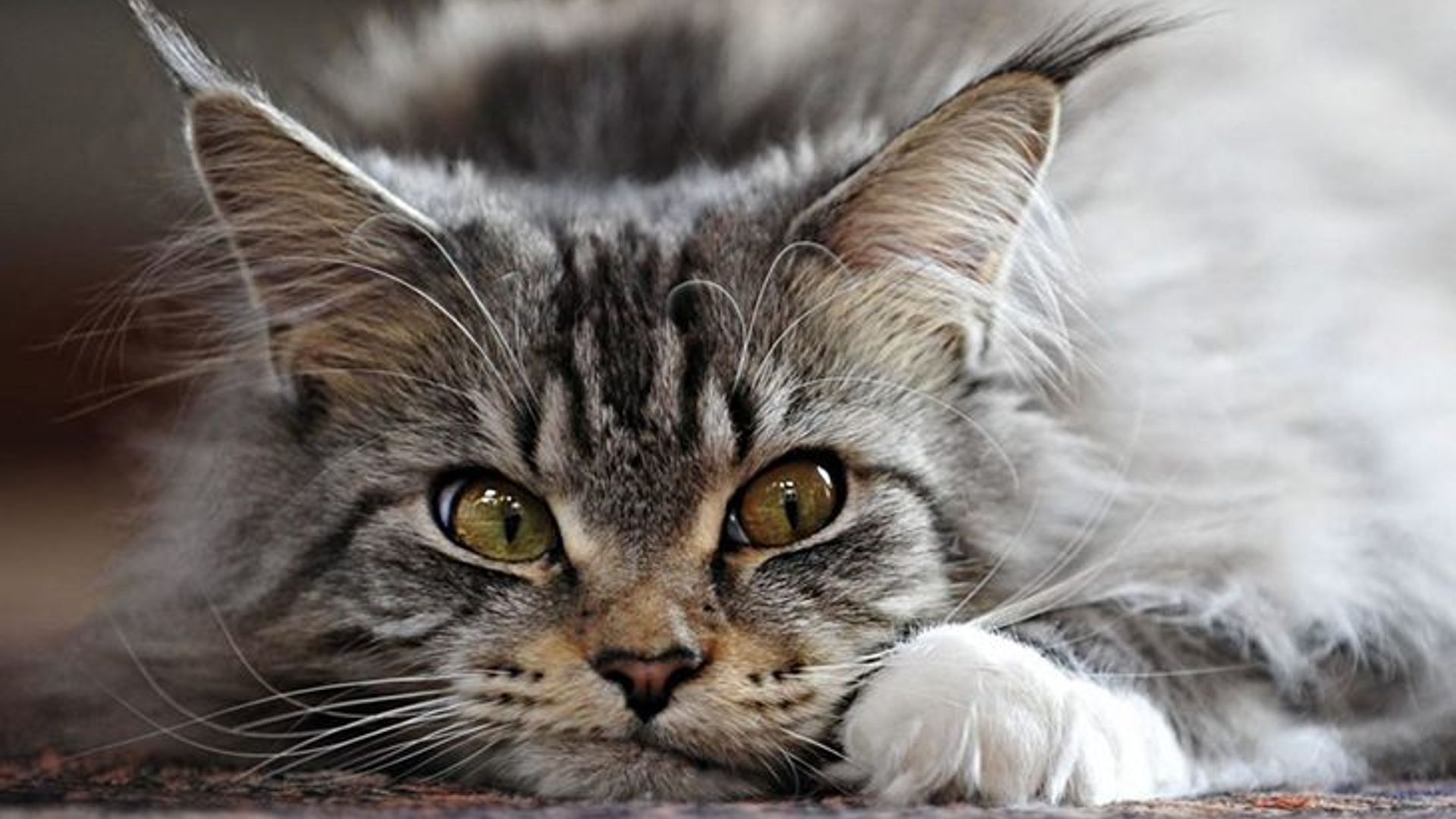 Maine coon is a perfect pet both for a flat and a house