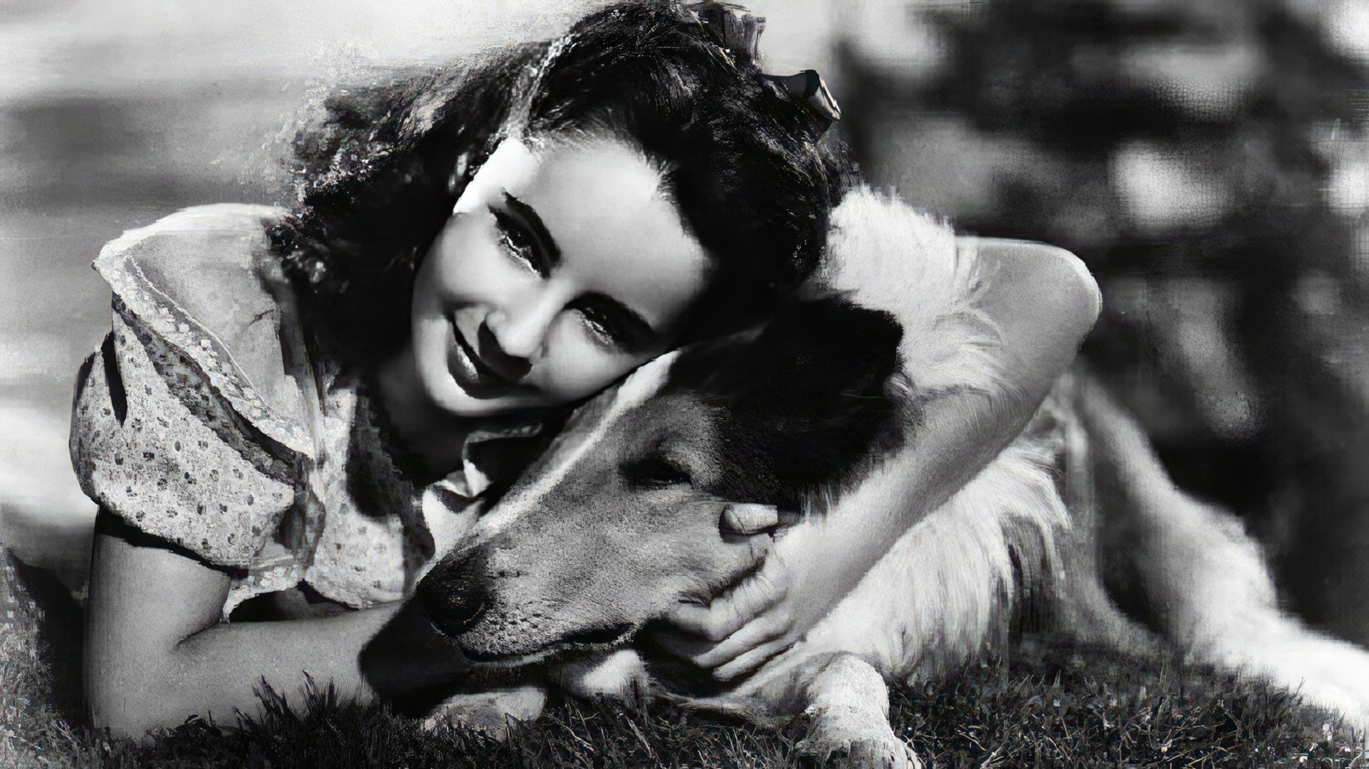 A shot from the movie 'Lassie Come Home'