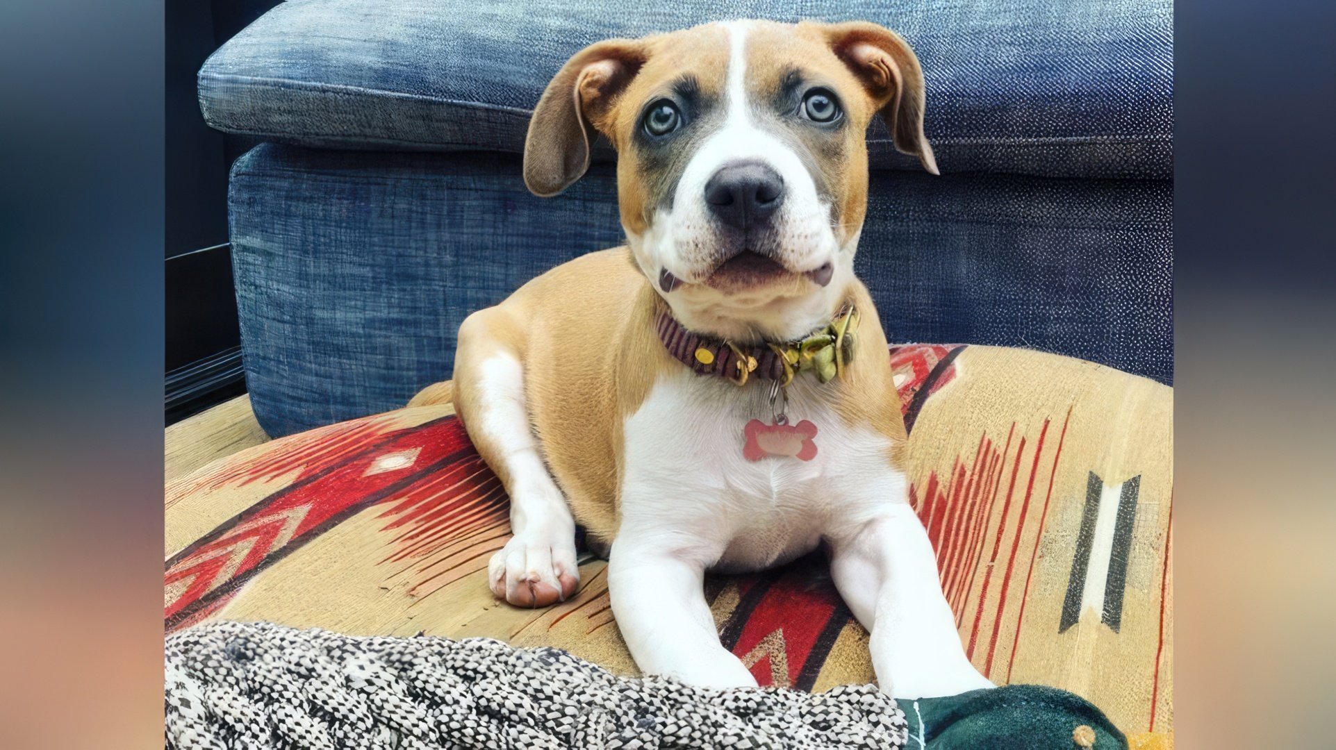 In April 2020, Zach Braff took a dog from a shelter