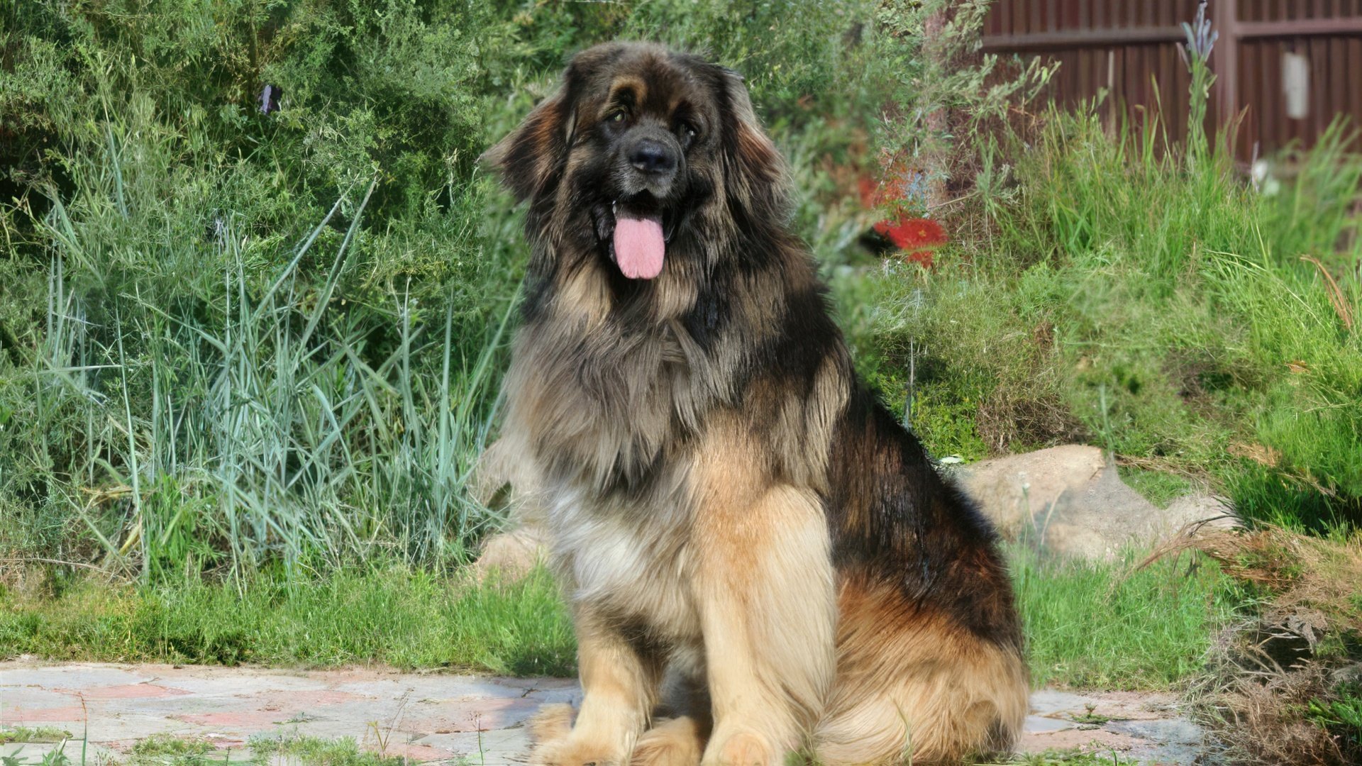 The Leonberger has lived with the actor for a long time