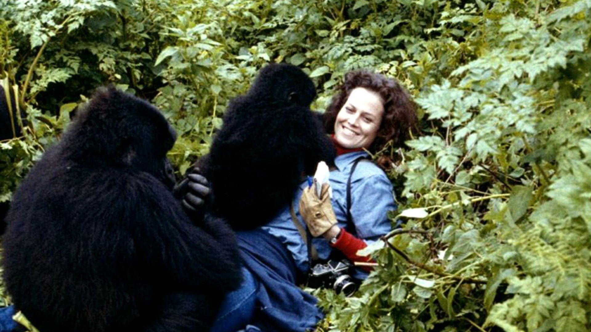 On the Set of 'Gorillas in the Mist'