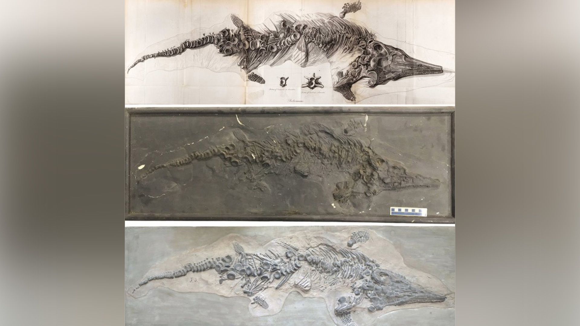 Drawing and casts of the ichthyosaur skeleton found by Mary Anning