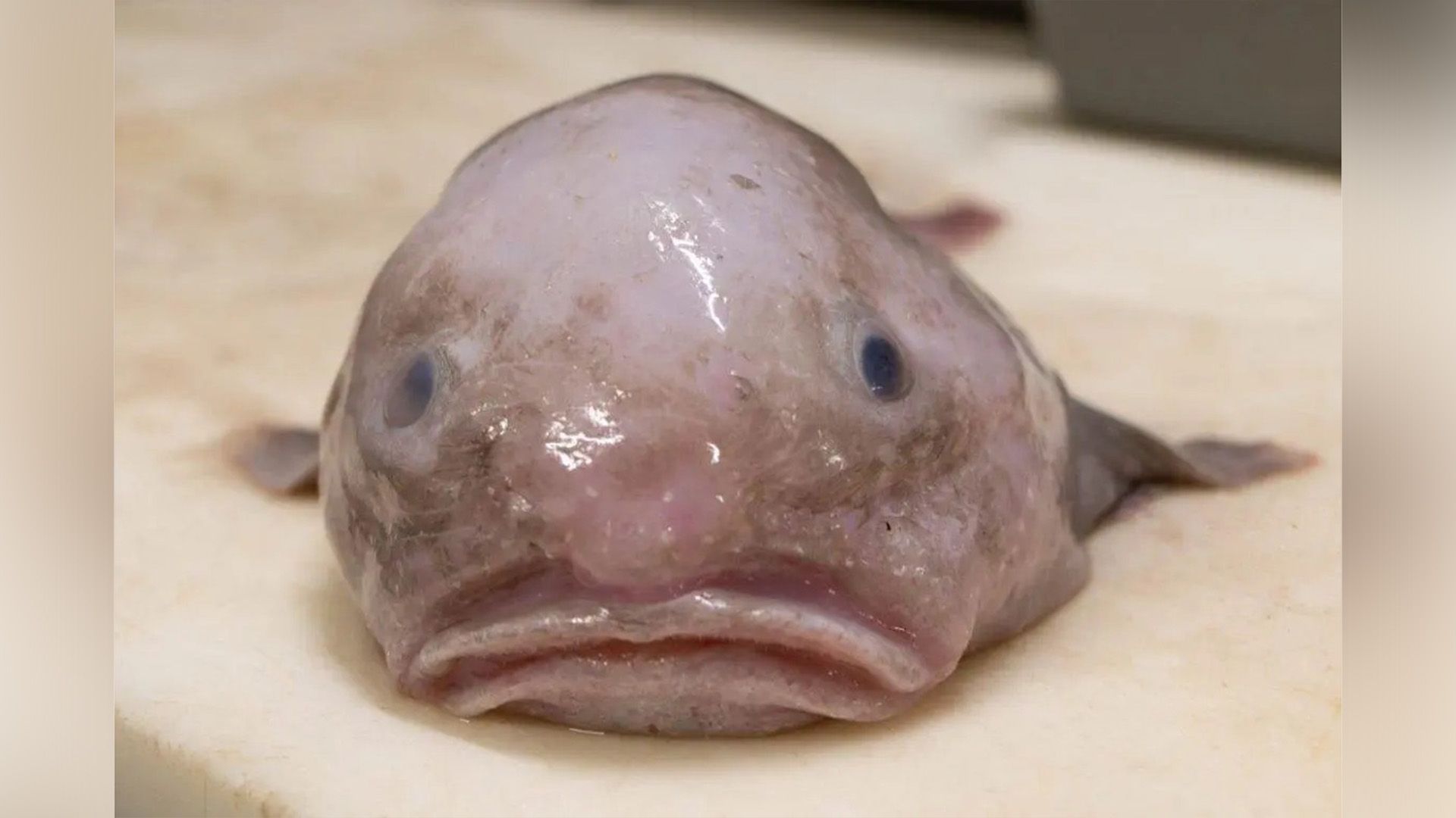 Blobfish (Psychrolutes marcidus)