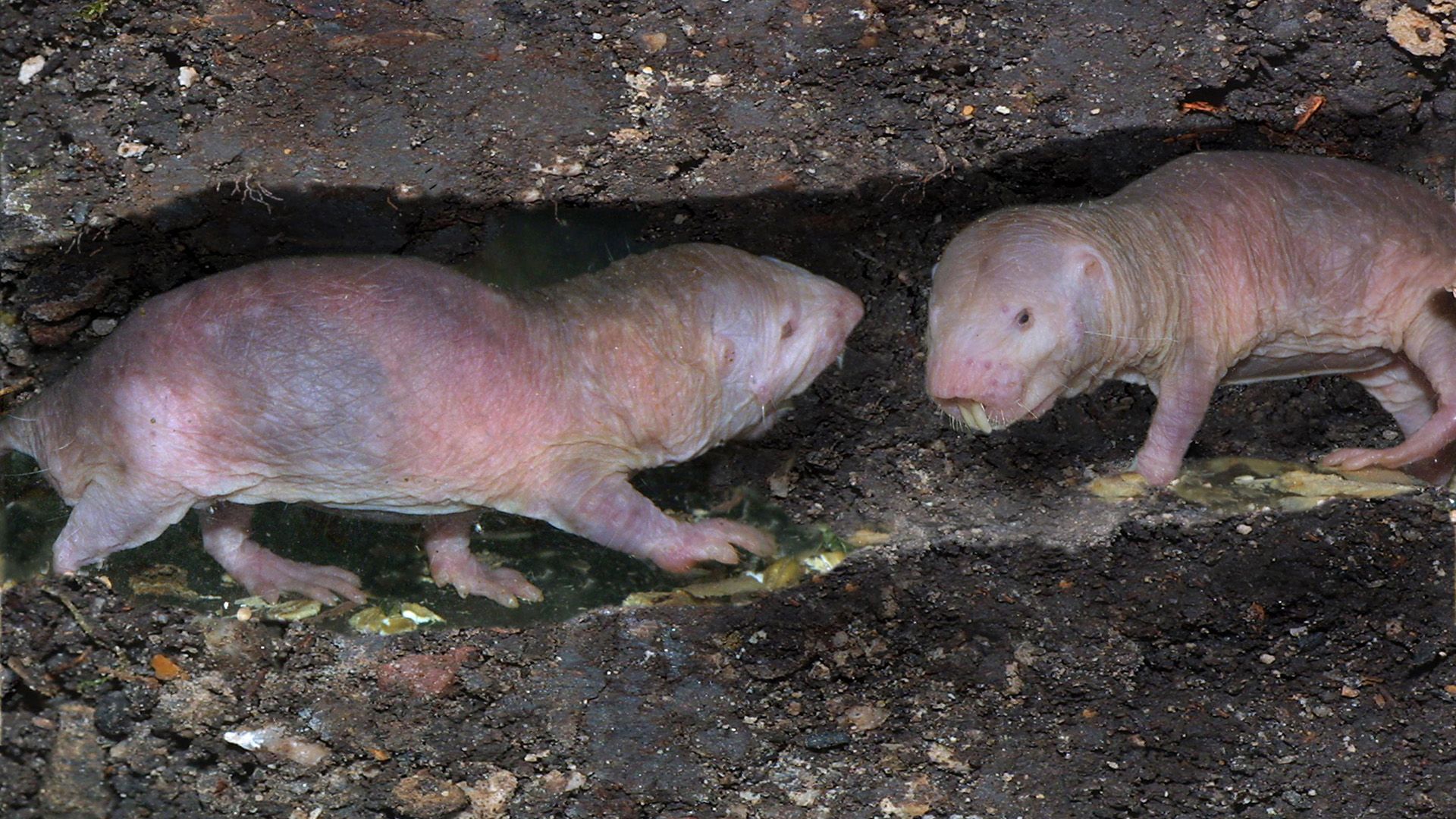 Naked Mole-Rat (Heterocephalus glaber)