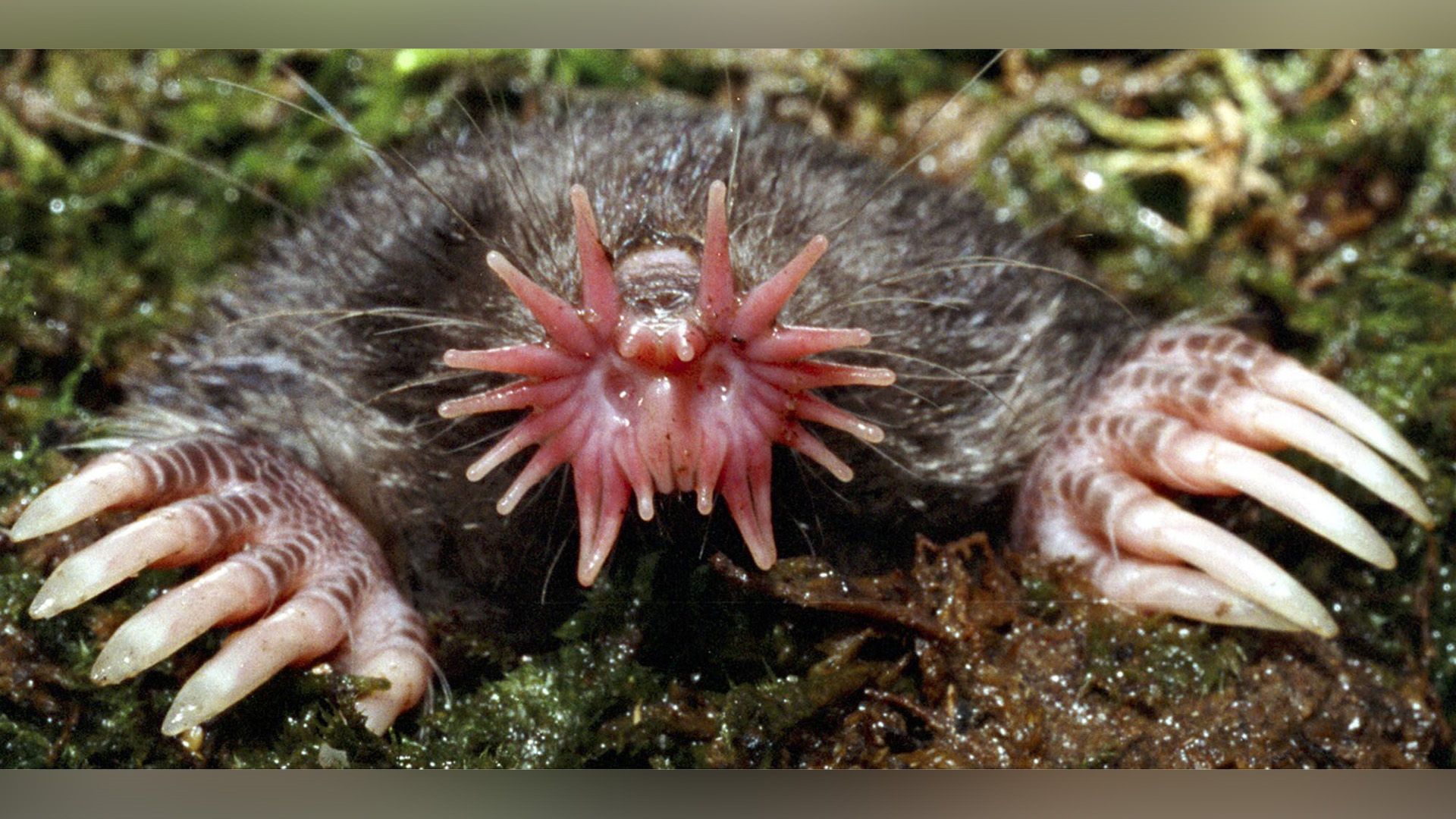 Star-Nosed Mole (Condylura cristata)