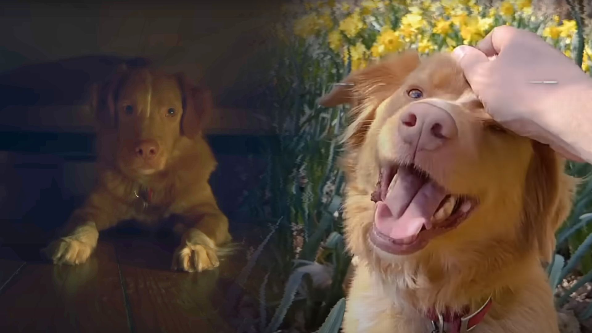 "Good Boy" - The Best Horror of 2025 Right Now. Dog-Led Film Outscores "The Conjuring 4"