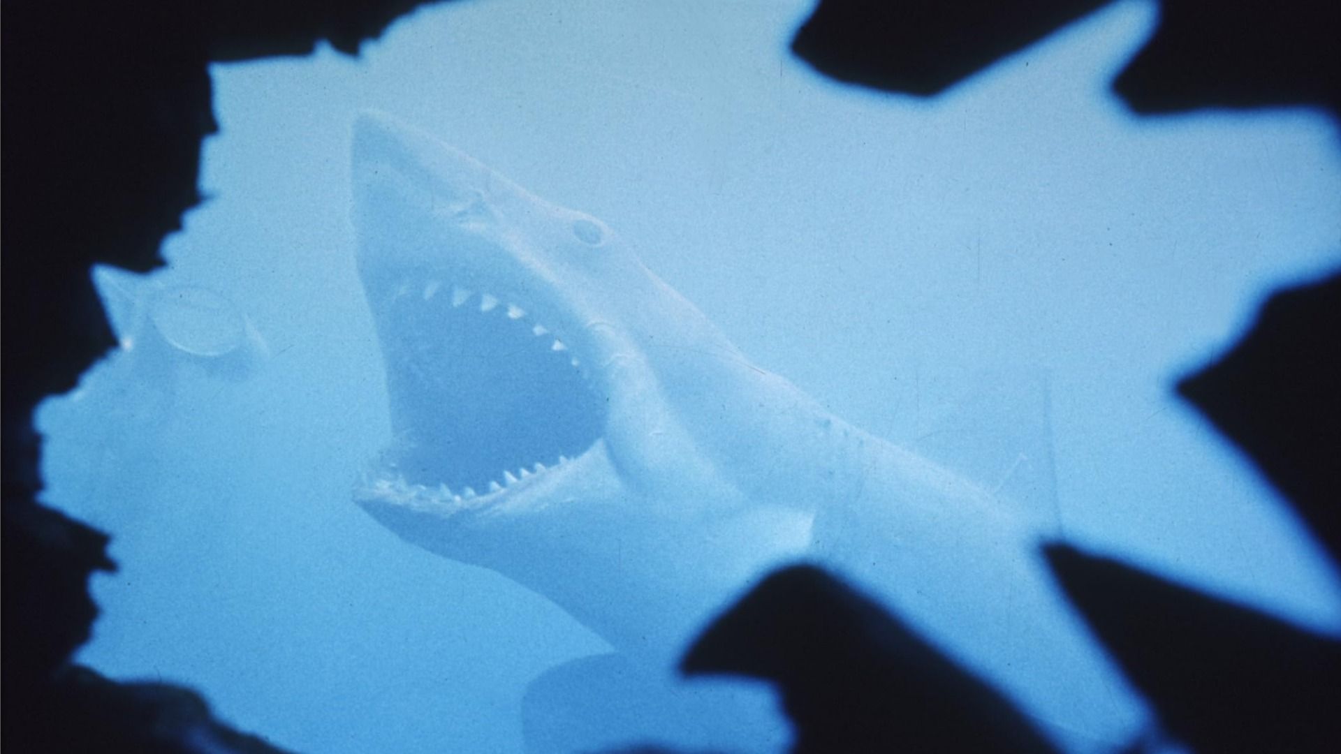 Shark with open jaws in blue light