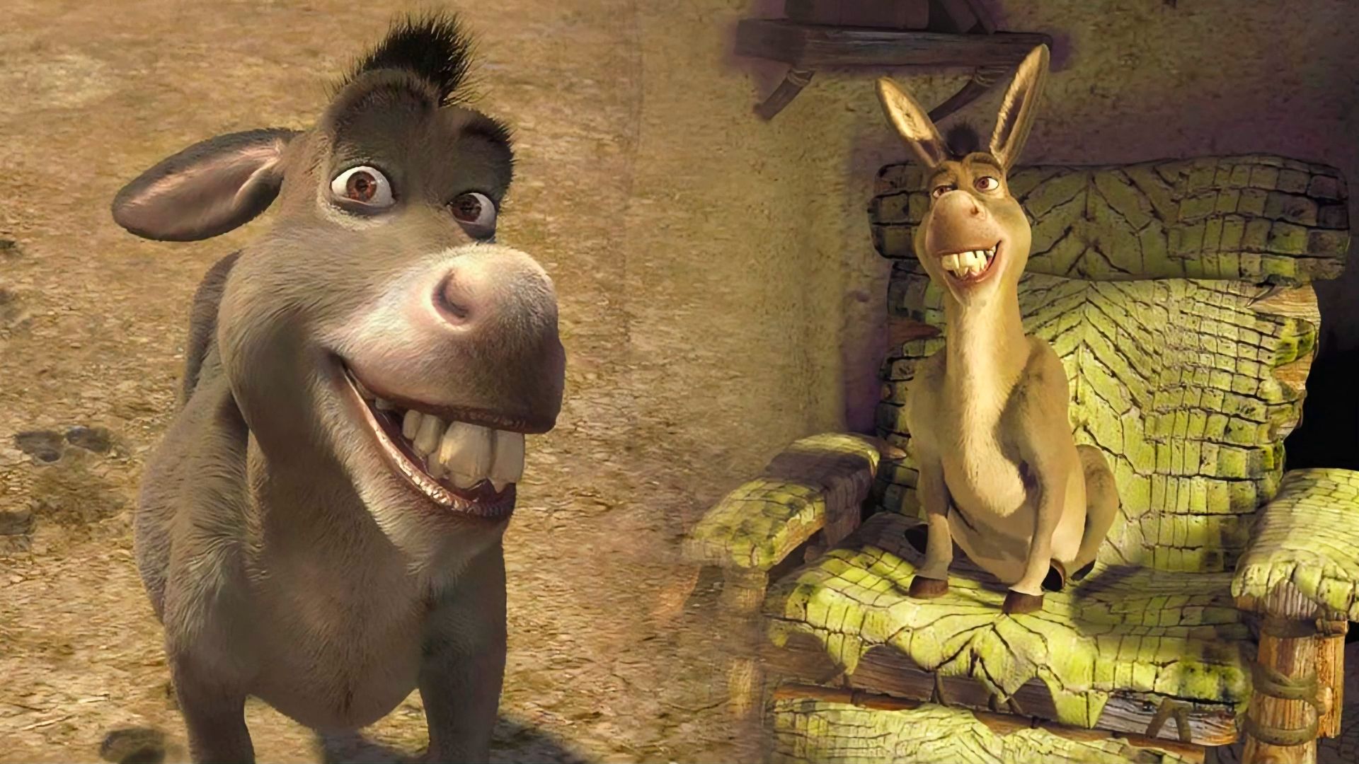 Gray donkey smiling, donkey sitting in a chair