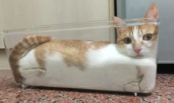 Because cats are liquids