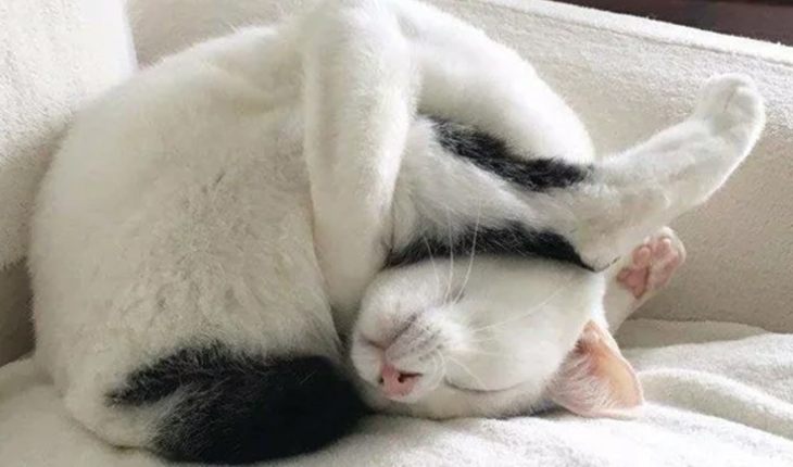 Here is a Yoga cat
