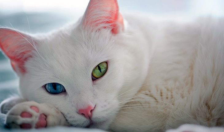 Khao Manee (Diamond Eye) – a cat with mixed-color eyes