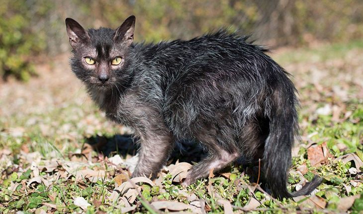 Lykoi – a «werewolf cat»