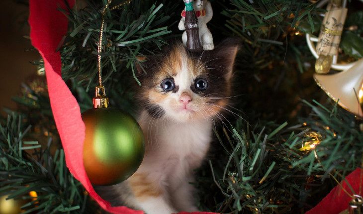 Adorable kitten in Christmas decorations 