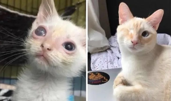 They failed to save kitten's eye, but the cat enjoys life now