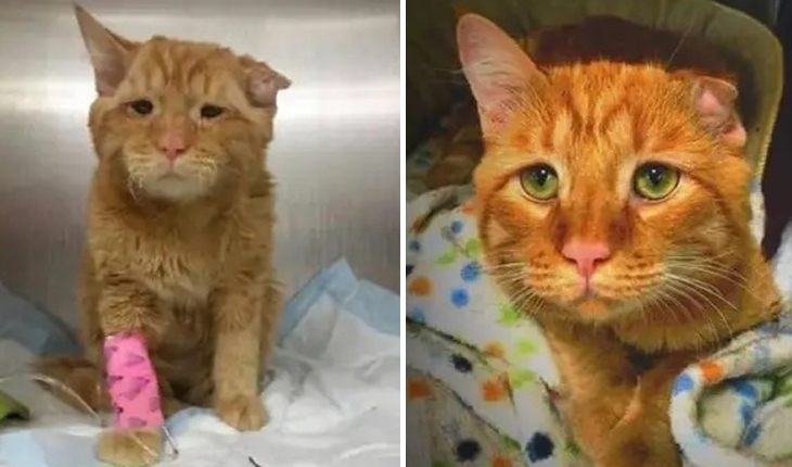 This homeless cutie was cured and groomed