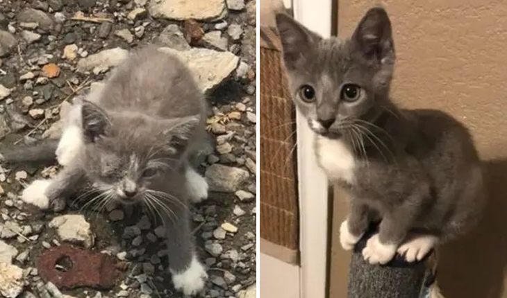 This kitten was lucky to get into a loving family 