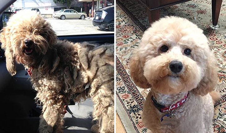 This poodle had mat of hair, and now he has a neat fur