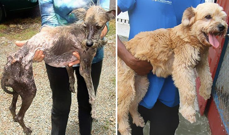 This dog got a second chance for a happy life