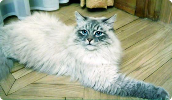 Dorofei is Dmitri Medvedev's favorite cat