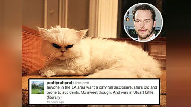 Chris Pratt’s cat has played in the movie 